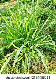 Image result for Setaria sphacelata