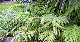 Image result for Todea