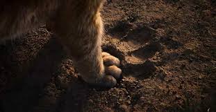 Jd Mccrary In The Lion King 2019 Lion King Movie Lion King Watch The Lion King