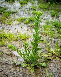 Image result for Lepidium bonariense