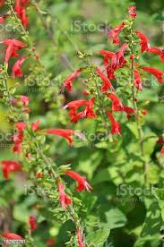 Image result for Salvia coccinea