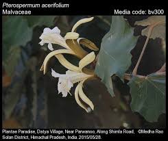 Image result for Pterospermum acerifolium