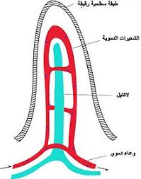 امتصاص هضم ويكيبيديا