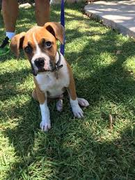 Puppyfinder.com is your source for finding an ideal puppy for sale in north carolina, usa area. Boxer Puppy For Sale In San Antonio Tx Adn 38881 On Puppyfinder Com Gender Male Age 11 Weeks Old Boxer Puppy Boxer Puppies For Sale Boxer Puppies