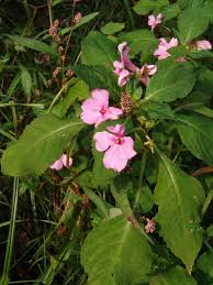 Image result for Impatiens psychadelphoides