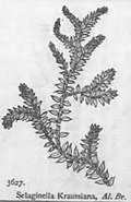 Image result for Selaginella shabaensis