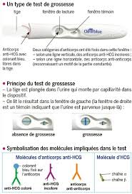 1 фраза в 1 тематике. Le Principe De Fonctionnement D Un Test De Grossesse 1ere Specialite Svt Qcm N 967