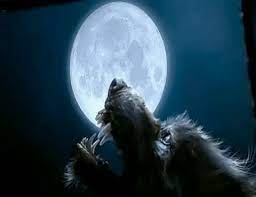 Best Wolf Howling At Moon Gifs Gfycat You can also upload and share your favorite wolf howling at the moon wallpapers. best wolf howling at moon gifs gfycat