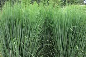 Image result for Panicum novemnerve