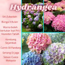 Download lagu siti zubaidah (4.21mb) dan streaming kumpulan lagu siti zubaidah (4.21mb) mp3 terbaru di metrolagu dan nikmati, video klip siti zubaidah mp4, lirik lagu siti zubaidah full album. Hydrangea Siti Zubaidah Siti Zaleha Pokok Bunga Tiga Bulan Shopee Malaysia