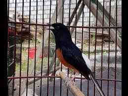  Pikat Murai Batu Agar Cepat Bongkar Isian Dengan Ditrek Menggunakan Video Ini Youtube Murai Burung Video