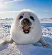 可惡想揉 毛孩鬍鬚墊根本新治癒神器 animals cute animals animals beautiful