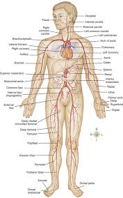 Correctly label the following features of the aorta and its major branches. Review Of Anatomy And Physiology Musculoskeletal Key
