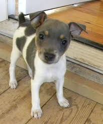 Black And Brown Rat Terrier Chihuahua Mix Pin By Sarah Hammons On Pets Stuff Rat Terrier Dogs Rat Terrier Puppies Cute Rats
