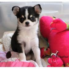 Akc & ckc chihuahua breeder, breeding only healthy and happy dogs, puppies come if you are from the illinois, indiana, michigan area we are happy to help get puppies safely to you if possible. A Haas Chihuahuas Chihuahua Breeder In Union Michigan