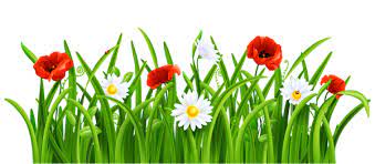 Poppies And Daisies With Grass Png Clipart Picture Plants Flower Drawing Flowers