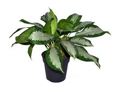 The aglaonema silver bay is just one of many varieties of aglaonema plants. Aglaonema Silver Bay Plants Online Evergreen Plants Dubai Garden Centre