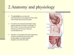 Urinary Obstruction Benign Prostatic Hyperplasia Bph Ppt Download