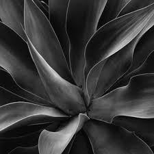 Black And White Photography Prints For Sale Black And White Photography Prints And Posters At Art Com Photography Prints Art Black And White Photography Weston