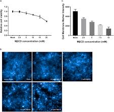 Check spelling or type a new query. Frontiers Cholesterol Rich Lipid Rafts In The Cellular Membrane Play An Essential Role In Avian Reovirus Replication Microbiology