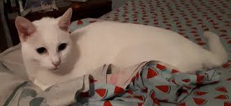 Now you can begin Blanche too! You are most welcome, ladies! 🤣🥰🤣🥰🤣🥰🤣