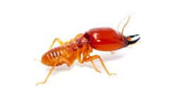 For over 25 years, our licensed exterminators have been providing the best pest control services in ahwatukee. Pest Control Mesa Az Termite Control Treatment Inspection Mesa