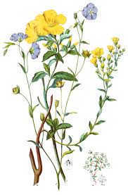 Image result for Linaceae