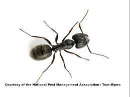 You can help by telling the pest management professional about when, where and how. Carpenter Ants How To Get Rid Of Black Carpenter Ants