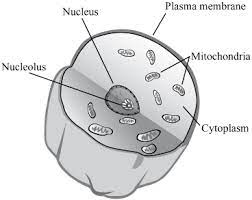 The number of mitochondria in a cell varies widely by organism and tissue type. 2018 Mcas Sample Student Work Massachusetts Comprehensive Assessment System