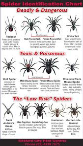 Spider Identification Chart Gosford City Pest Control Spider Identification Chart Spider Identification Wilderness Survival Skills
