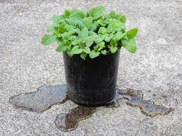 Indoor plant drainage is important, so we choose the pot by its look, color, and shape. How To Improve Drainage In Plant Pots The Proper Way To Do It Deep Green Permaculture