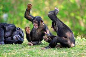 We Want Whatever These Incredibly Happy Chimpanzees Are On Monkeys Funny Fun Facts Chimpanzee