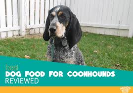 Bluetick blue tick hound german shepherd mix dogs breeds and. 7 Best Dog Food For Coonhounds Healthy Recipes For 2020