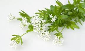 Waldmeister Rezepte Tipps Waldmeister Rezepte Essen Und Trinken