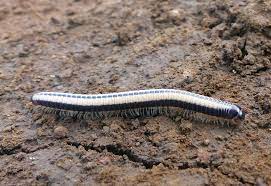 Check spelling or type a new query. Millipede From Hawaii What S That Bug