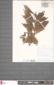 Image result for Eremospatha haullevilleana