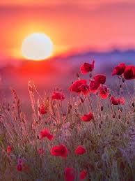 Poppies Dh Beautiful Nature Nature Photography Beautiful Landscapes