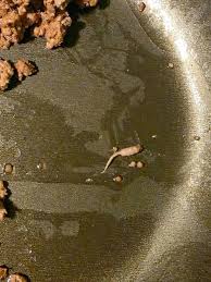 I was cooking ground beef and when I took it out of the pan, I noticed a strange object that didn't look like beef. Does anyone know what this is? Check the