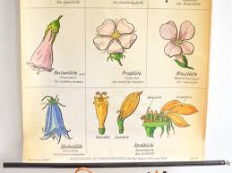 Botanical Wall Chart With Hand Painted Flowers 1960s