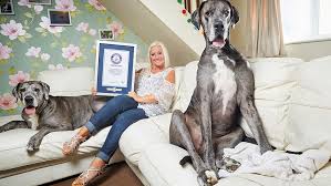 Compared to small dogs, which can live almost twice as long, this hardly. Freddy The World S Tallest Dog Dies Aged 8 Guinness World Records