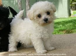 Pin By Merlinda Nic On So Cute Baby Dogs Cute Dogs Bichon Dog