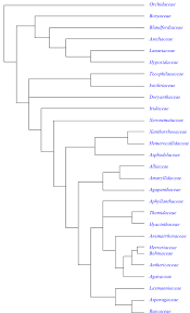 Image result for Diaphananthe sarcophylla