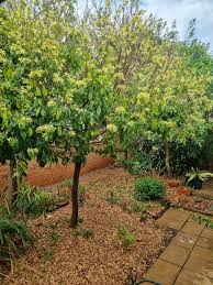 Image result for Turraea floribunda