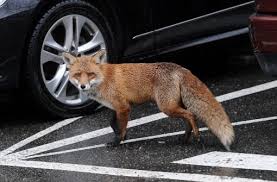 Herzlich willkommen auf den seiten ihres unverwechselbaren und einzigartigen fachgeschäftes b. Wildtiere Im Garten Was Tun Wenn Fuchs Und Marder Zu Ungebetenen Gasten Werden Stuttgart Stuttgarter Nachrichten