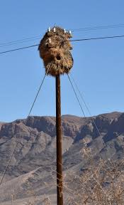 Sociable weavers are unlike most other birds due to their lifestyle and nest building. Sociable Weaver Birds And Their Nest Story At Every Corner