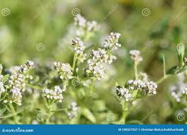 Image result for Corrigiola