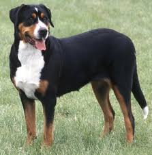 Greater Swiss Mountain Dogs Whats Good About Em Whats