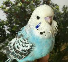 english budgie baby 8 weeks old pet birds budgies bird budgies