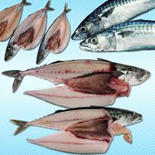 Image result for Scomber spp.