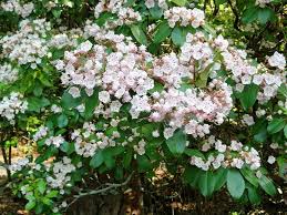 Pine Mountain Ga Mountain Laurel Callaway Park Laurel Plant Mountain Laurel Kalmia Latifolia